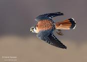 American Kestrel