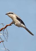 Northern Shrike