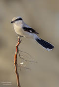 Northern Shrike