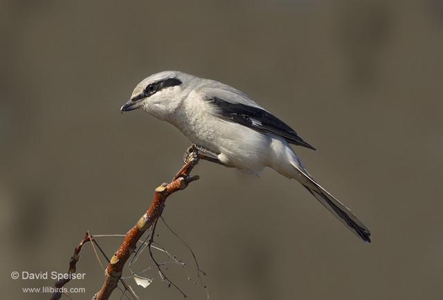 Northern Shrike