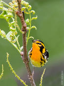 Blackburnian Warbler