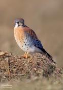 American kestrel