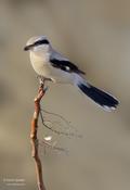 Northern Shrike