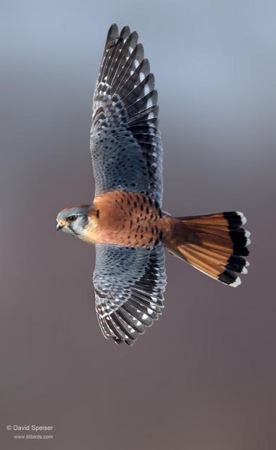 American Kestrel