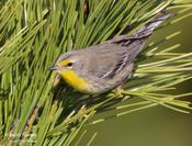 Grace's Warbler