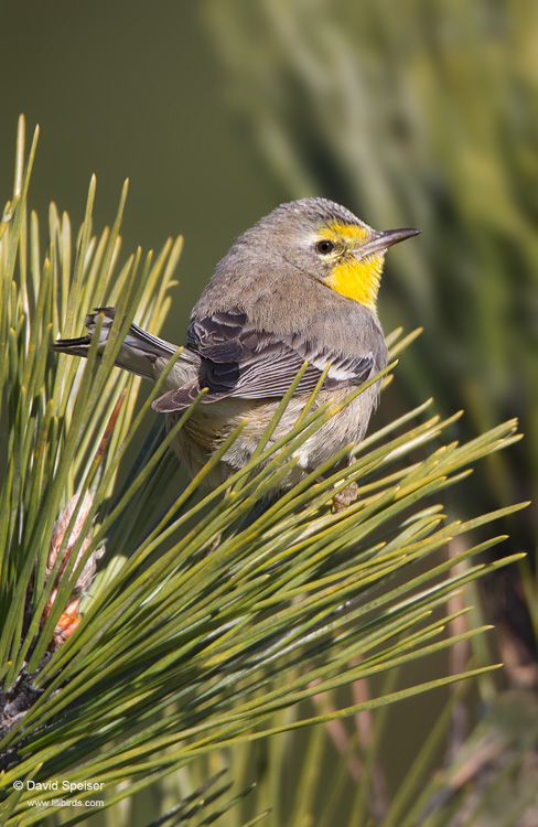 Grace's Warbler