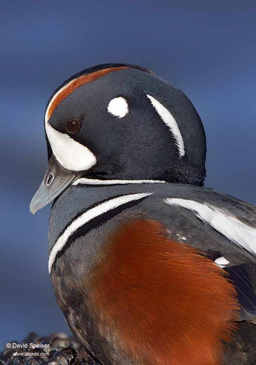 Harlequin Duck