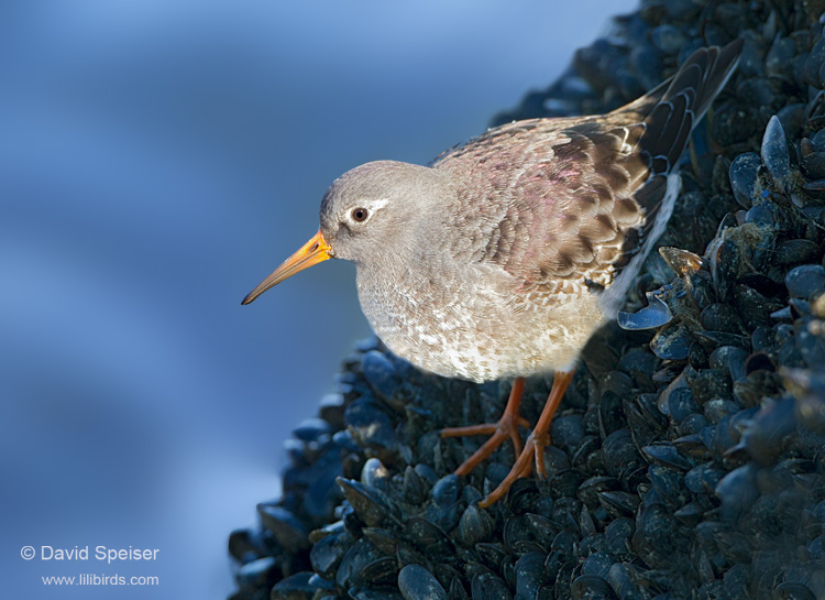 Purple Sandpiper