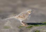 Savannah Sparrow (Ipswich)