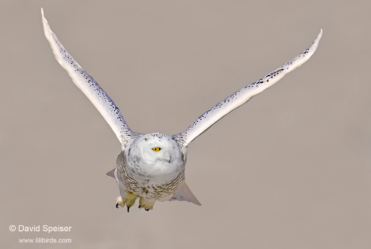 Snowy Owl