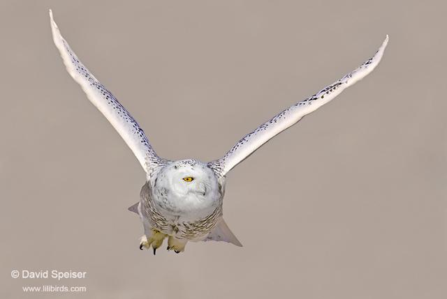 Snowy Owl