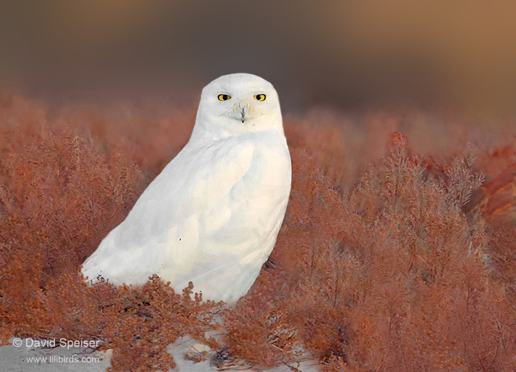 Snowy Owl