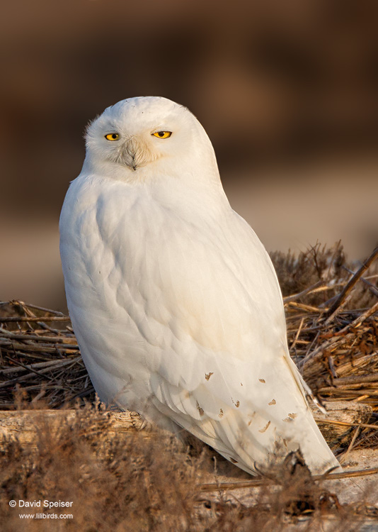 Snowy Owl