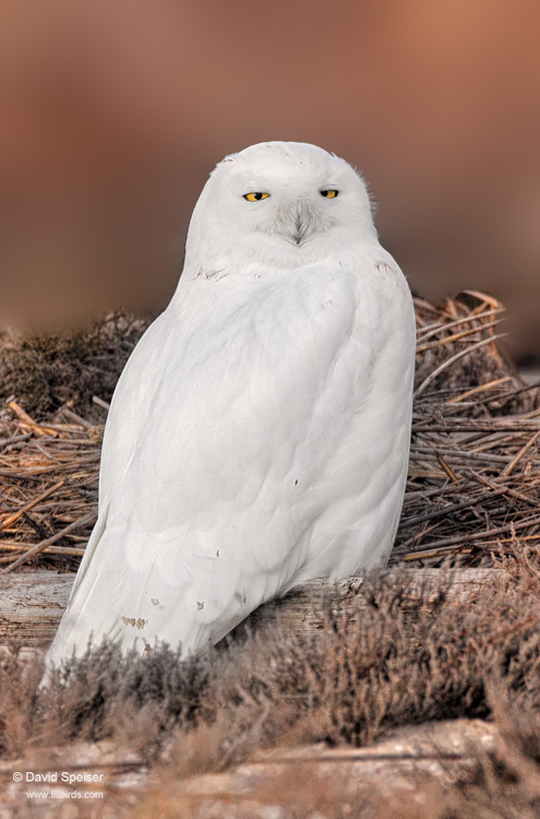 Snowy Owl