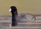 american coot 1