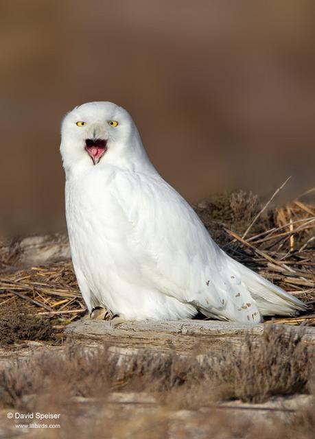 Snowy Owl