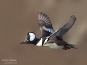 Hooded Merganser