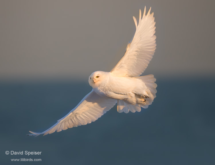 Snowy Owl