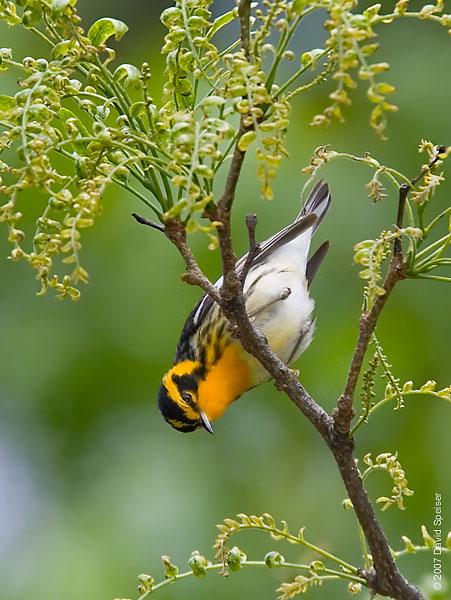 Blackburnian Warbler