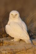 Snowy Owl