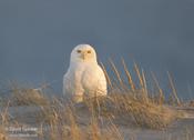 Snowy Owl