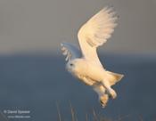 Snowy Owl