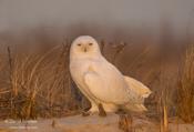 snowy owl 5