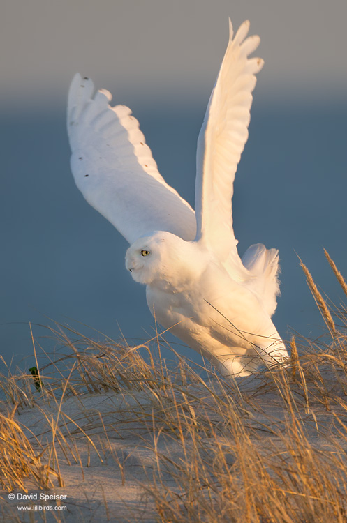 snowy owl 6