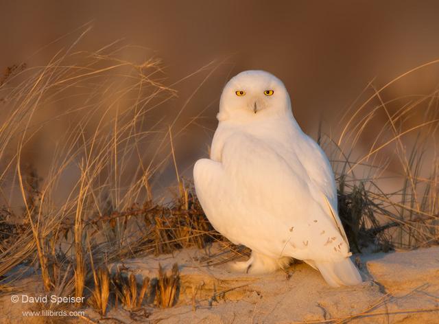 snowy owl 7