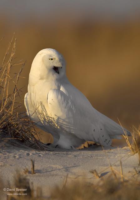 snowy owl 8