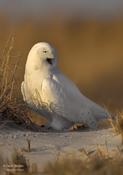 snowy owl 8