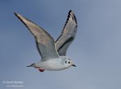 Bonaparte's Gull