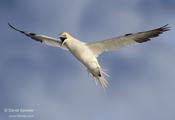 Northern Gannet