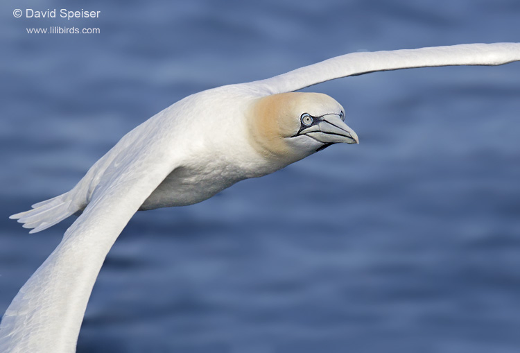 Northern Gannet