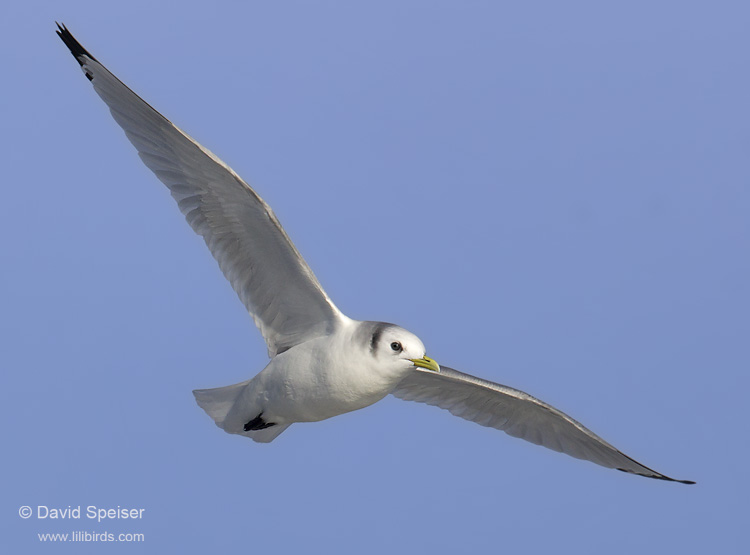 Black-legged Kittiwake