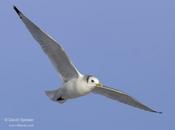 Black-legged Kittiwake