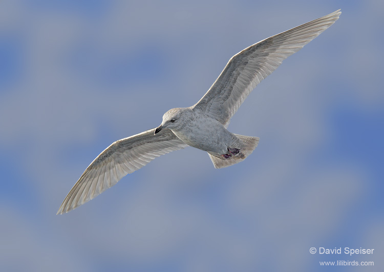 Iceland Gull