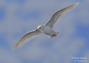 Iceland Gull