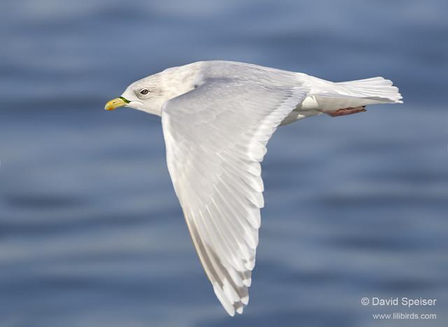 Iceland Gull