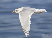 Iceland Gull