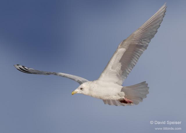 Iceland Gull