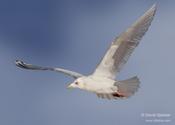 Iceland Gull