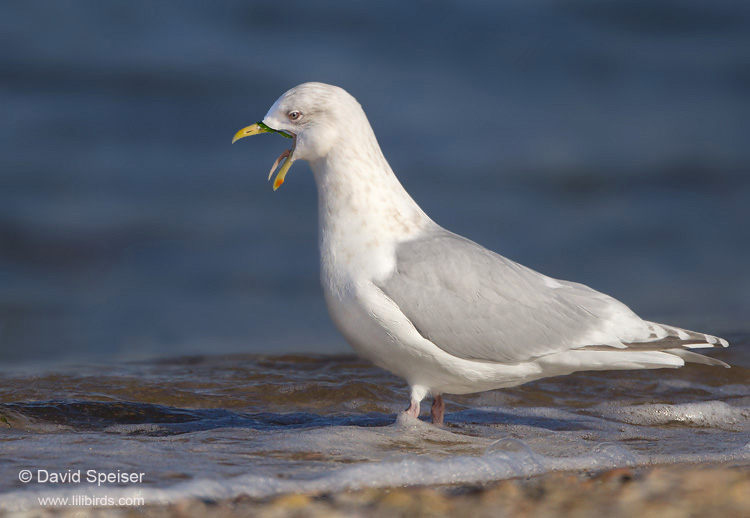 Iceland Gull