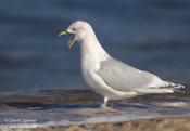 Iceland Gull