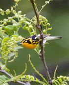 Blackburnian Warbler