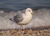 Iceland Gull