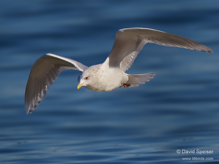 Iceland Gull