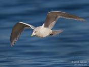 Iceland Gull