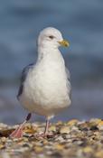 Iceland Gull