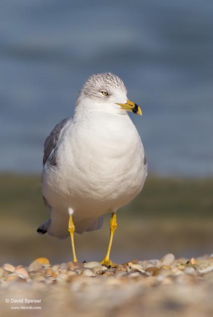 Ring-billed Gull